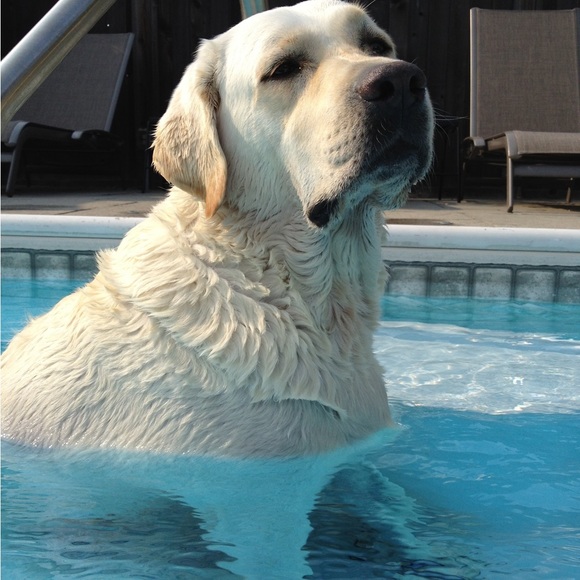 Meet your Posher, Luka - Picture 14 of 17